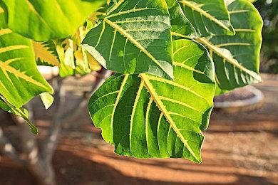 《Ova Magica》Steam抢先体验 怪物收集农场运营