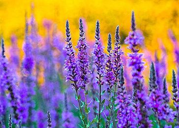 治愈系生存沙盒大作《蜂巢·异星物语》2025TGS首秀，探索异星的诗与远方